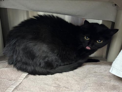 CHARLIE - Domestic Short Hair available for adoption