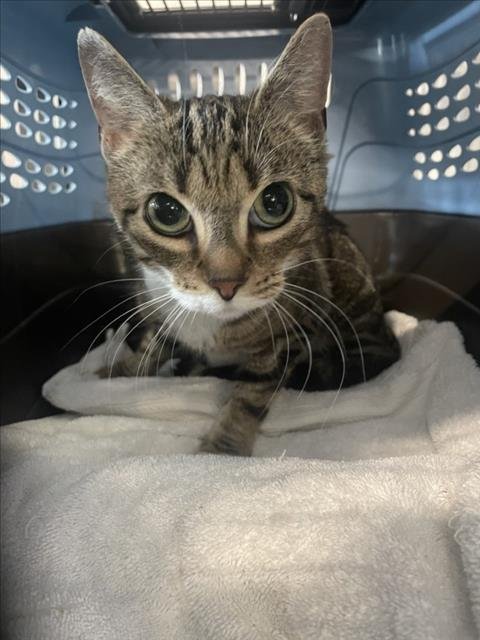 *SIOBHAN - Domestic Short Hair available for adoption