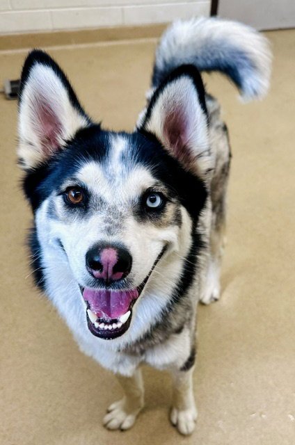 ROCKY - Siberian Husky available for adoption