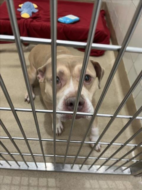 CLEOPATRA - American Pit Bull Terrier available for adoption