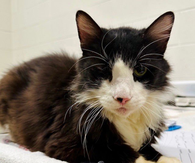 PETE - Domestic Medium Hair available for adoption