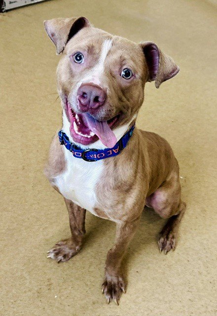 *SLINKY - American Pit Bull Terrier available for adoption