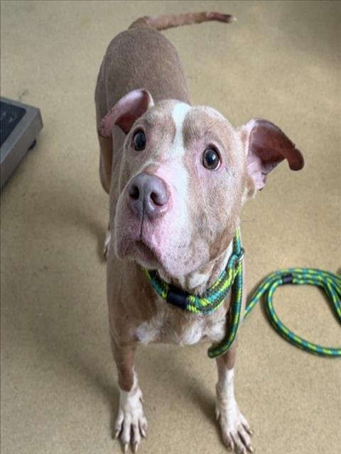 ELSA - American Pit Bull Terrier available for adoption