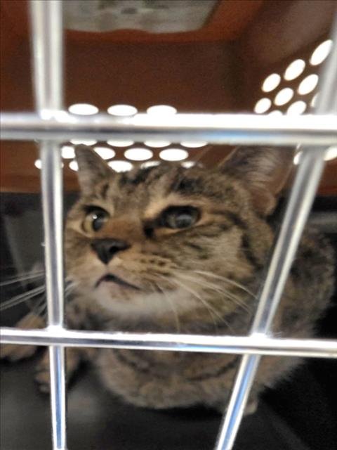 SAMMI WITH AN I - Domestic Short Hair available for adoption