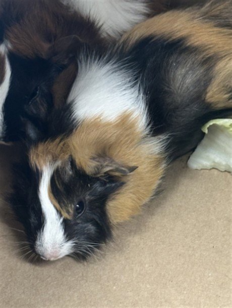 BONG - Guinea Pig available for adoption