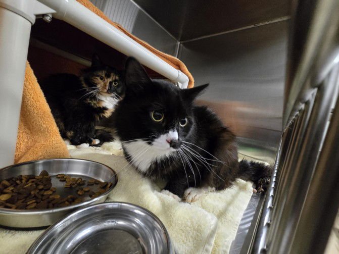 BACH - Domestic Short Hair available for adoption