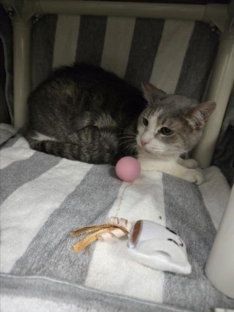 BROOKS - Domestic Short Hair available for adoption