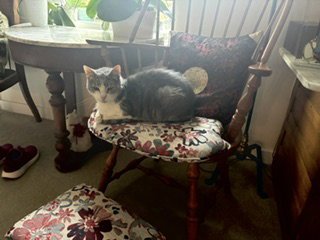BROOKS - Domestic Short Hair available for adoption