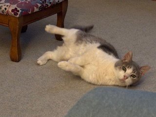 BROOKS - Domestic Short Hair available for adoption