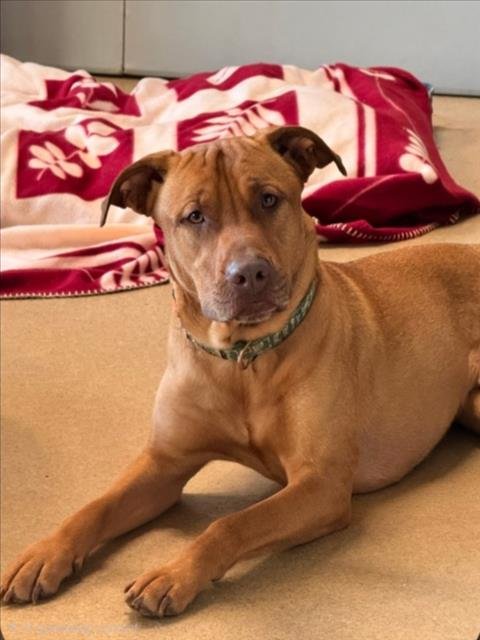 *ARNOLD - Black Mouth Cur / Chinese Shar-Pei available for adoption