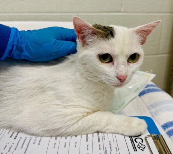 *IVY - Domestic Short Hair available for adoption