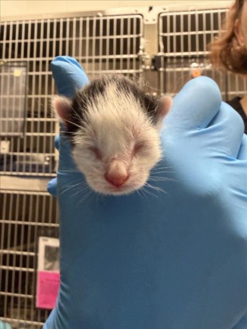 HEMI - Domestic Short Hair available for adoption