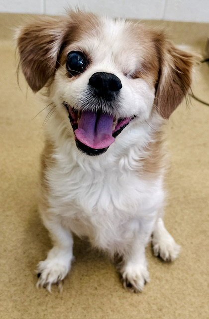 FIX - Shih Tzu / Chihuahua available for adoption