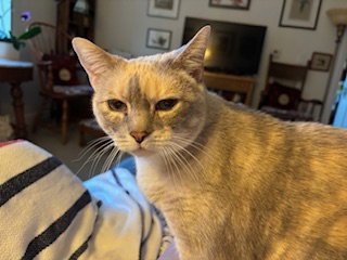 SNOW WHITE - Domestic Short Hair for adoption in Rockville