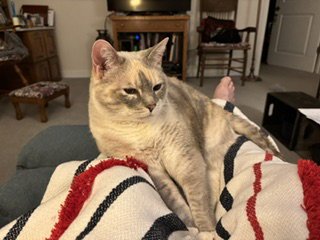 SNOW WHITE - Domestic Short Hair available for adoption