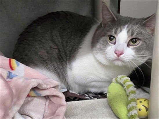 ECHO - Domestic Short Hair available for adoption