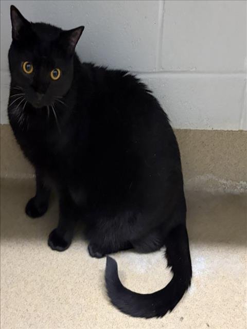 BOO-BOO - Domestic Short Hair available for adoption