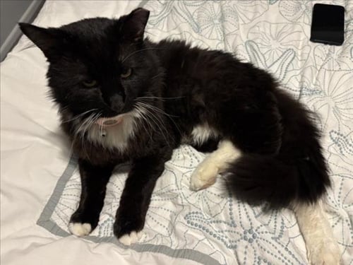 *EVANDER - Domestic Medium Hair available for adoption