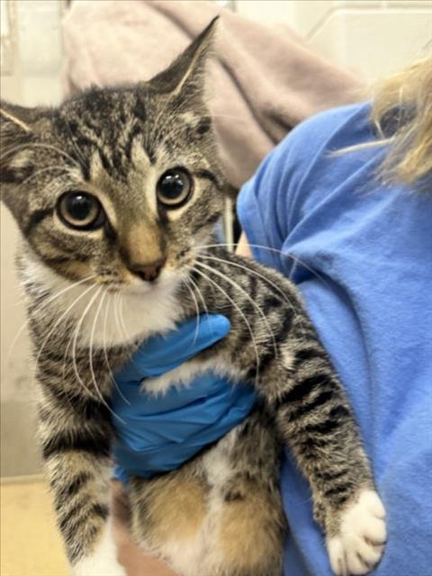 *BROCCOLI - Domestic Short Hair available for adoption