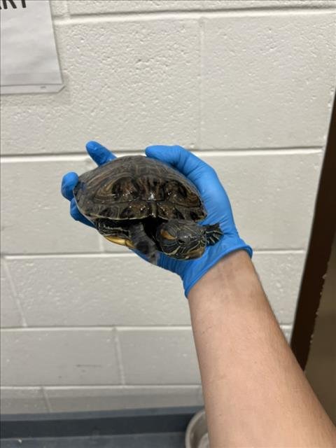 COOKIES - Turtle available for adoption