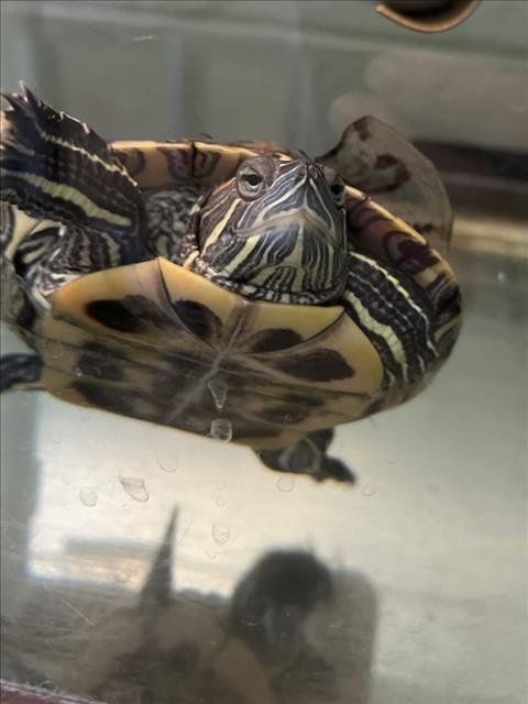 *BOSTON - Turtle available for adoption