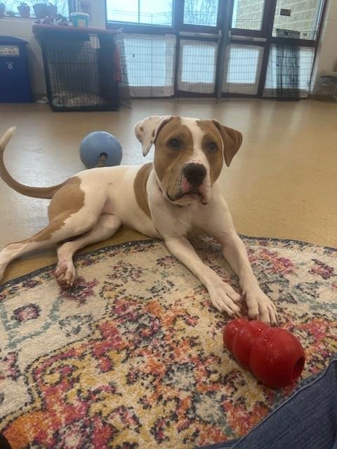 VIOLET - American Pit Bull Terrier available for adoption