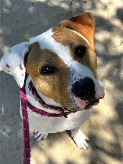 VIOLET - American Pit Bull Terrier available for adoption