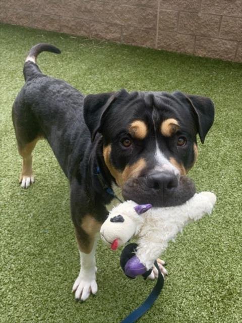 BIG BOSS - Mastiff available for adoption