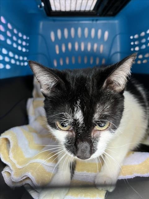 BUSHKA - Domestic Short Hair available for adoption