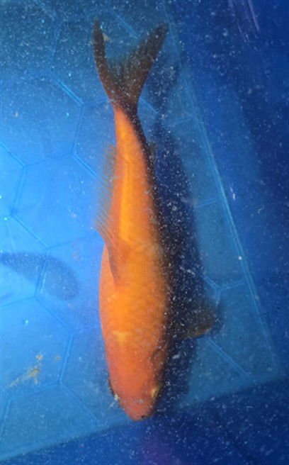 *GOLDENEYE - Fish available for adoption