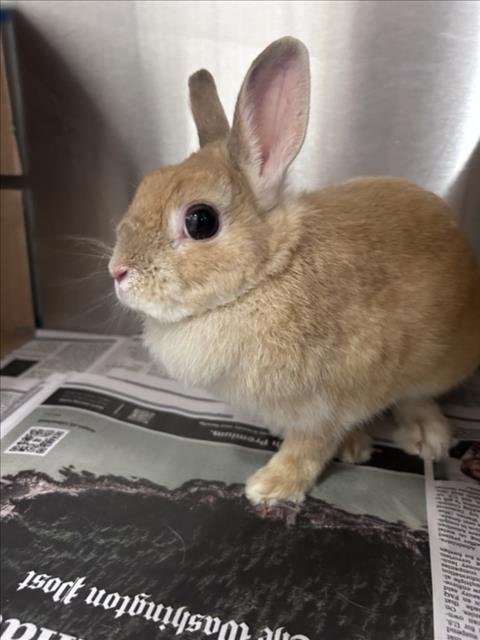 *TULIP - Netherland Dwarf available for adoption