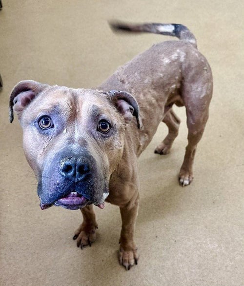 SIMBALUCCI - Mastiff available for adoption