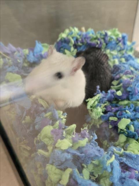 BANANA - Gerbil available for adoption