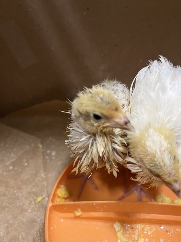 *QUERRY - Gamefowl available for adoption