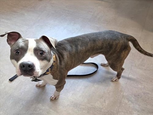 *DELL - American Pit Bull Terrier available for adoption