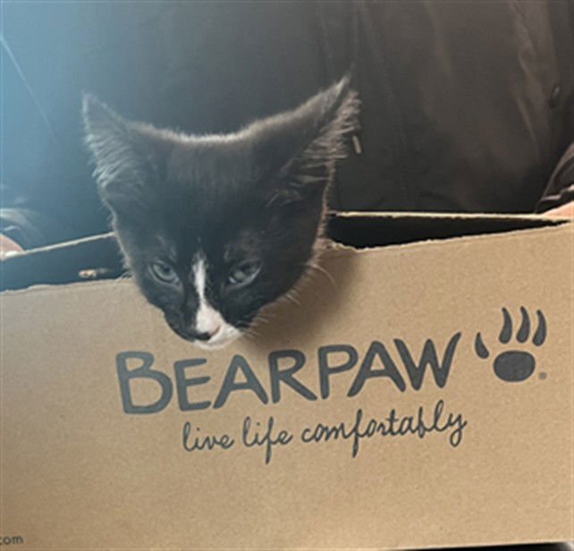 *BEARPAW - Domestic Short Hair available for adoption