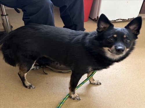 GONKER - Jack Russell Terrier (Parson Russell Terrier) / Pomeranian available for adoption