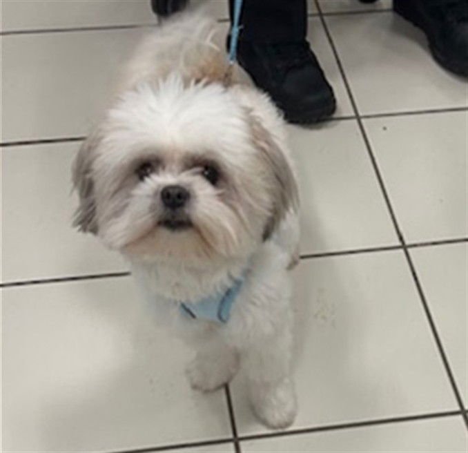 REX - Shih Tzu / Poodle (Miniature) available for adoption