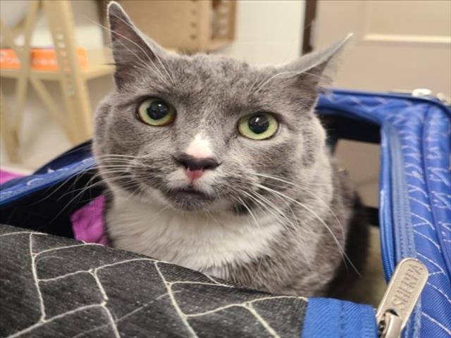 HOWARD - Domestic Short Hair available for adoption