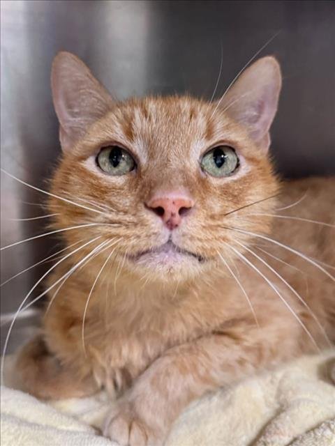 POLNAREFF - Domestic Short Hair available for adoption