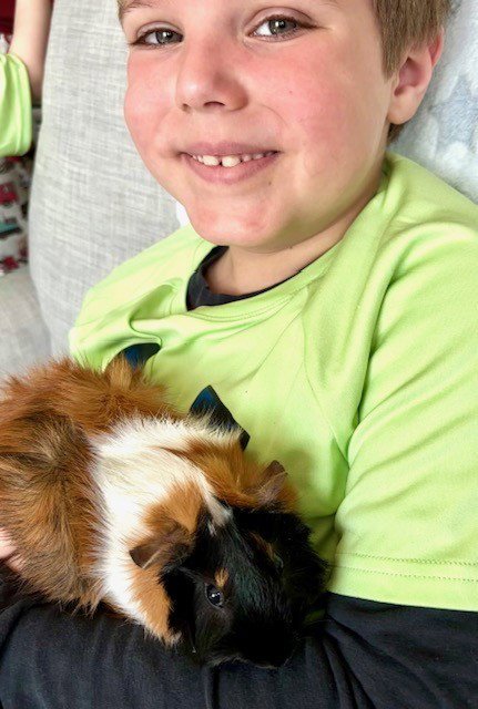 BOB - Guinea Pig available for adoption