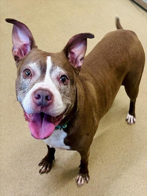 COCO - American Pit Bull Terrier available for adoption