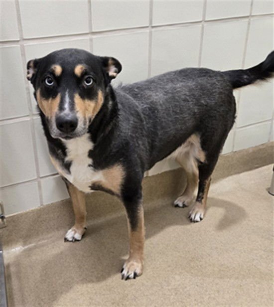 SASHI - Siberian Husky / Bull Terrier available for adoption