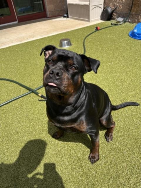 DREAM - Rottweiler available for adoption