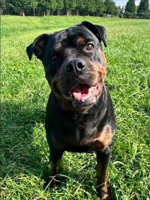 DREAM - Rottweiler available for adoption