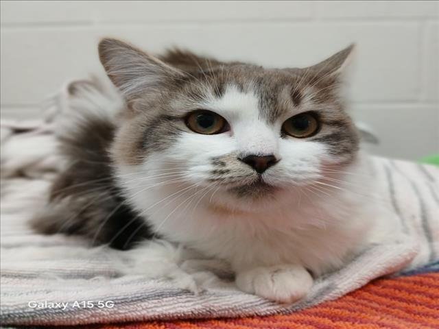 *ELOISE - Ragdoll available for adoption