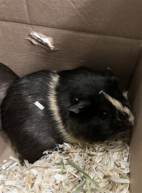 PENGUIN - Guinea Pig available for adoption