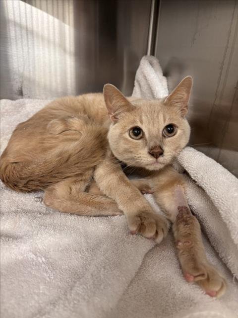 PRINCE - Domestic Short Hair available for adoption