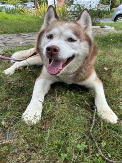 KODA - Siberian Husky available for adoption