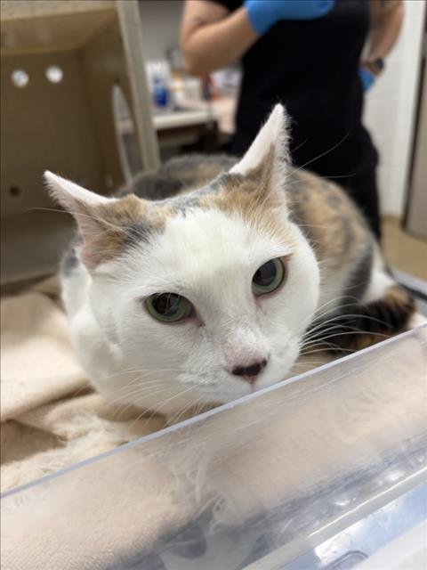 *HONEY - Domestic Short Hair available for adoption